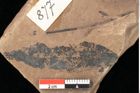 Foto (Detailsansicht) von Quercus palaeoilex Ettingshausen (NHMW-GEO-2024-0188-0877)